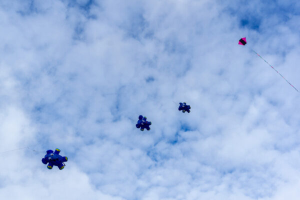 3 blaue Elefanten in der Leine