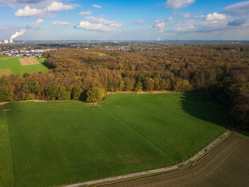 Herbstlicher Wald