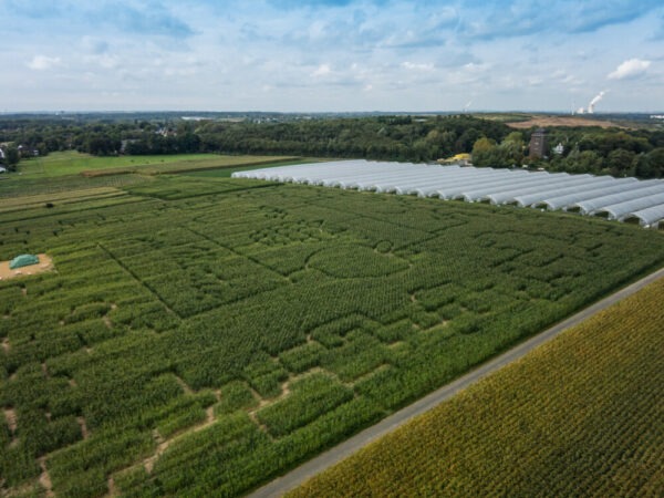 Ein Maislabyrinth in Dortmund-Lanstrop